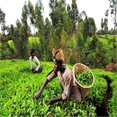 AGRICULTURE SECTOR SKILLS COMMITTEE